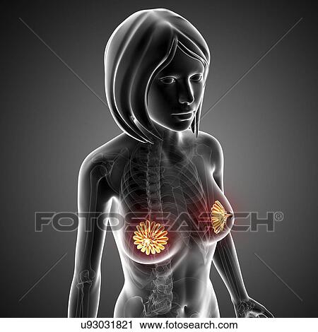 Clip Art - Breast anatomy, artwork. Fotosearch