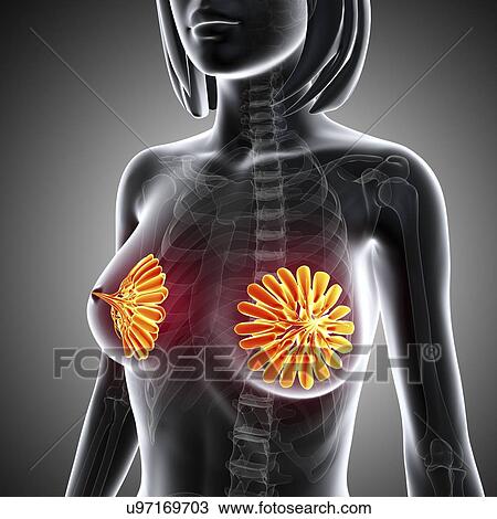 Breast anatomy, artwork View Large Illustration Drawing - Breast anatomy, artwork. Fotosearch