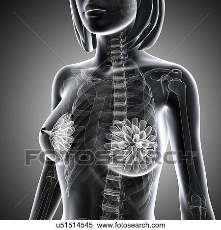 Stock Illustration - Breast anatomy, artwork. Fotosearch