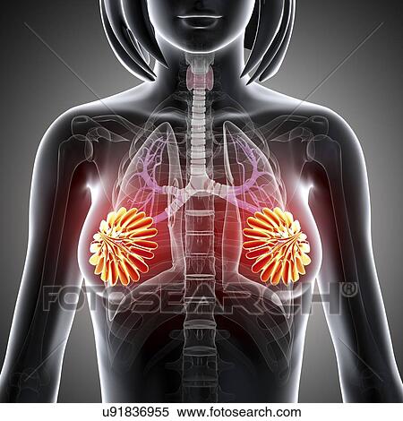 Stock Illustration - Breast anatomy, artwork. Fotosearch