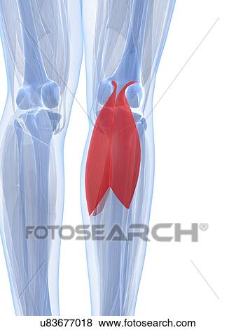 Calf muscles, artwork View Large Illustration Stock Illustration - Calf muscles, artwork. Fotosearch