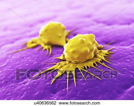 Cancer cells dividing, artwork View Large Illustration Drawing - Cancer cells dividing, artwork. Fotosearch