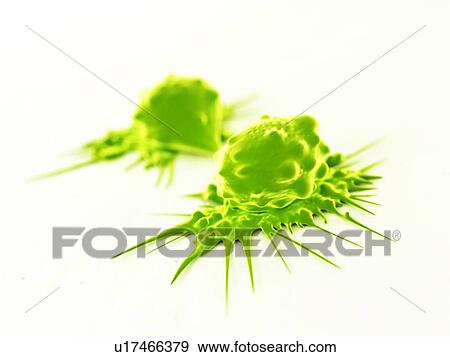 Cancer cells dividing, artwork View Large Illustration Stock Illustration - Cancer cells dividing, artwork. Fotosearch