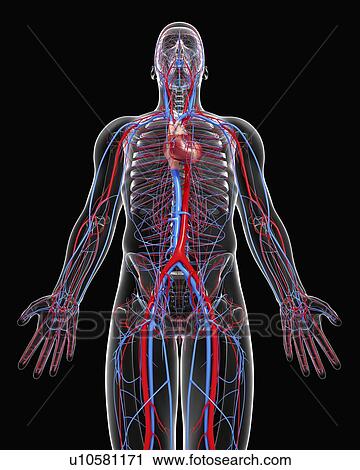 Cardiovascular system, artwork View Large Illustration Clip Art - Cardiovascular system, artwork. Fotosearch