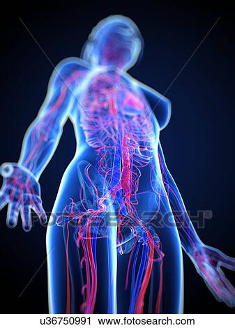 Cardiovascular system, artwork View Large Illustration Clip Art - Cardiovascular system, artwork. Fotosearch