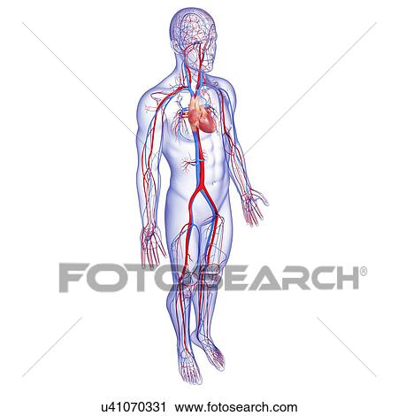 Clip Art - Cardiovascular system, artwork. Fotosearch