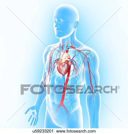 Clip Art - Cardiovascular system, artwork. Fotosearch