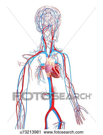 Cardiovascular system, artwork View Large Illustration Clip Art - Cardiovascular system, artwork. Fotosearch