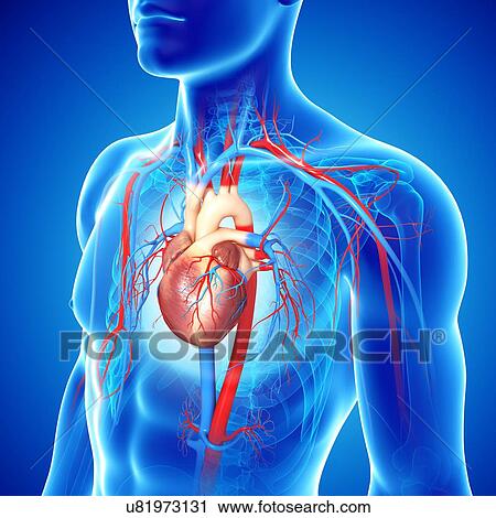 Clip Art - Cardiovascular system, artwork. Fotosearch