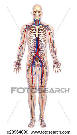 Clipart - Cardiovascular system, artwork. Fotosearch