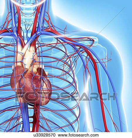 Cardiovascular system, artwork View Large Illustration Clipart - Cardiovascular system, artwork. Fotosearch
