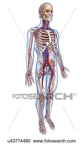 Clipart - Cardiovascular system, artwork. Fotosearch