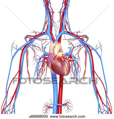 Clipart - Cardiovascular system, artwork. Fotosearch