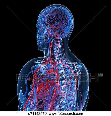 Cardiovascular system, artwork View Large Illustration Clipart - Cardiovascular system, artwork. Fotosearch