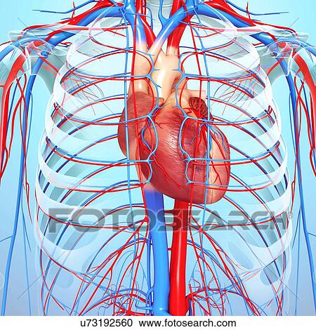 Cardiovascular system, artwork View Large Illustration Clipart - Cardiovascular system, artwork. Fotosearch