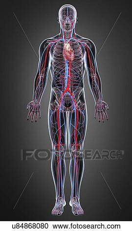 Clipart - Cardiovascular system, artwork. Fotosearch