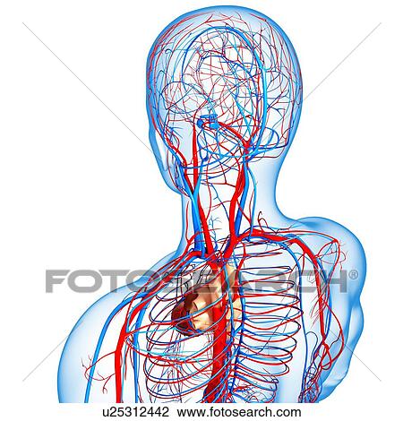 Cardiovascular system, artwork View Large Illustration Drawing - Cardiovascular system, artwork. Fotosearch