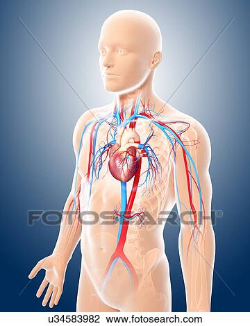 Drawing - Cardiovascular system, artwork. Fotosearch