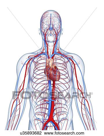 Drawing - Cardiovascular system, artwork. Fotosearch