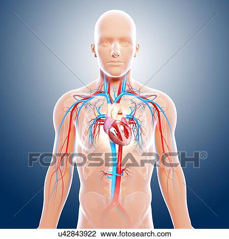 Drawing - Cardiovascular system, artwork. Fotosearch