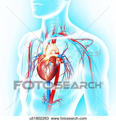 Cardiovascular system, artwork View Large Illustration Drawing - Cardiovascular system, artwork. Fotosearch