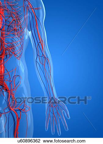 Drawing - Cardiovascular system, artwork. Fotosearch