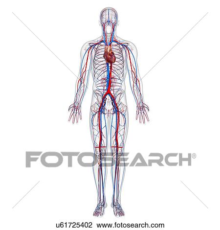 Cardiovascular system, artwork View Large Illustration Drawing - Cardiovascular system, artwork. Fotosearch