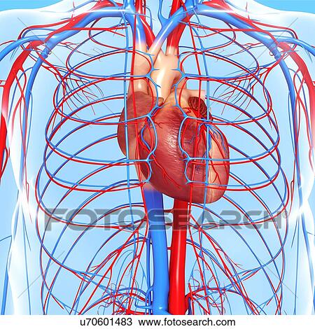 Cardiovascular system, artwork View Large Illustration Drawing - Cardiovascular system, artwork. Fotosearch