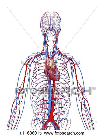Stock Illustration - Cardiovascular system, artwork. Fotosearch