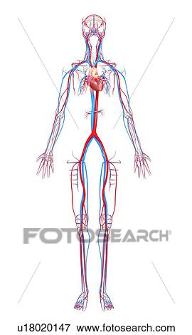 Cardiovascular system, artwork View Large Illustration Stock Illustration - Cardiovascular system, artwork. Fotosearch