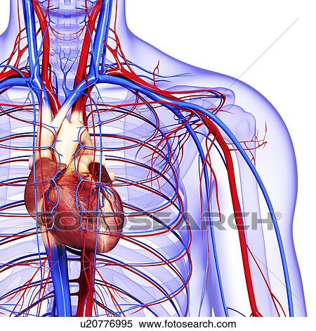 Cardiovascular system, artwork View Large Illustration Stock Illustration - Cardiovascular system, artwork. Fotosearch