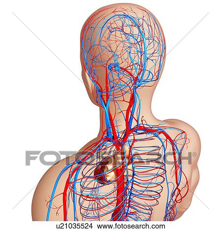 Stock Illustration - Cardiovascular system, artwork. Fotosearch