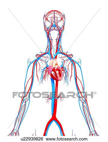 Cardiovascular system, artwork View Large Illustration Stock Illustration - Cardiovascular system, artwork. Fotosearch