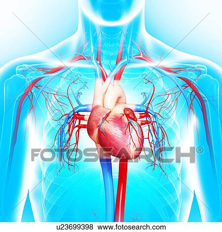 Cardiovascular system, artwork View Large Illustration Stock Illustration - Cardiovascular system, artwork. Fotosearch