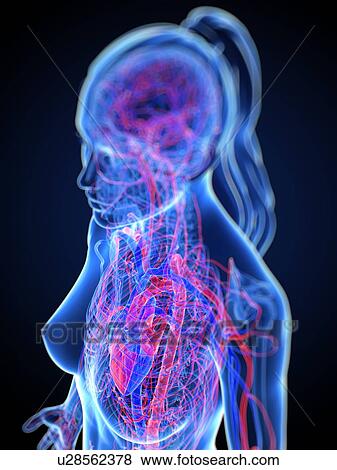 Stock Illustration - Cardiovascular system, artwork. Fotosearch