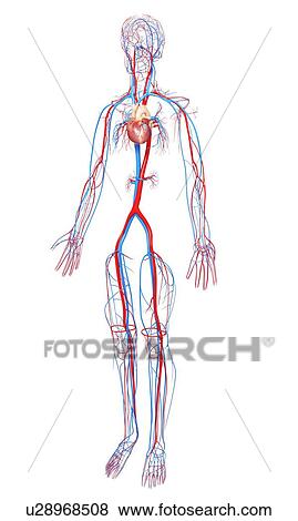 Cardiovascular system, artwork View Large Illustration Stock Illustration - Cardiovascular system, artwork. Fotosearch