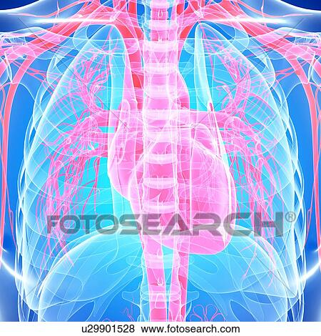 Cardiovascular system, artwork View Large Illustration Stock Illustration - Cardiovascular system, artwork. Fotosearch