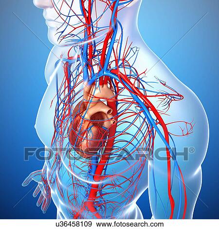 Cardiovascular system, artwork View Large Illustration Stock Illustration - Cardiovascular system, artwork. Fotosearch