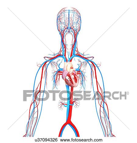 Stock Illustration - Cardiovascular system, artwork. Fotosearch
