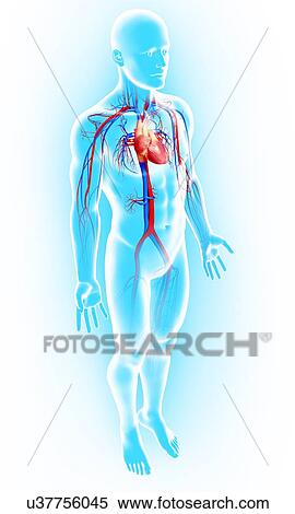 Stock Illustration - Cardiovascular system, artwork. Fotosearch