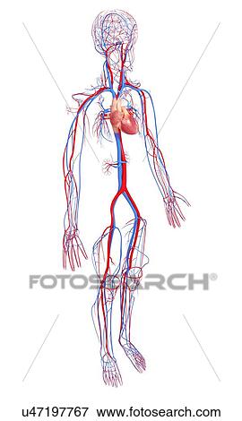Cardiovascular system, artwork View Large Illustration Stock Illustration - Cardiovascular system, artwork. Fotosearch