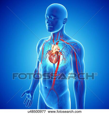 Stock Illustration - Cardiovascular system, artwork. Fotosearch