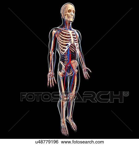 Stock Illustration - Cardiovascular system, artwork. Fotosearch
