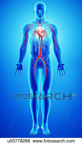 Stock Illustration - Cardiovascular system, artwork. Fotosearch