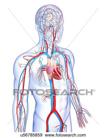 Stock Illustration - Cardiovascular system, artwork. Fotosearch