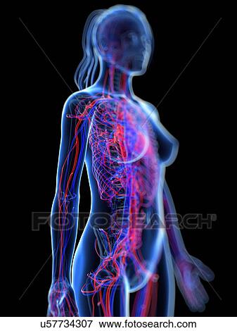 Stock Illustration - Cardiovascular system, artwork. Fotosearch