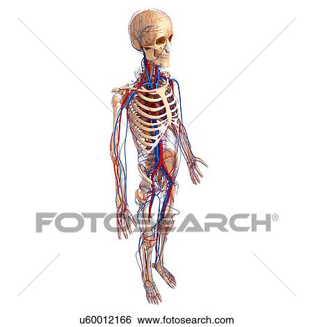 Cardiovascular system, artwork View Large Illustration Stock Illustration - Cardiovascular system, artwork. Fotosearch