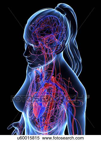 Cardiovascular system, artwork View Large Illustration Stock Illustration - Cardiovascular system, artwork. Fotosearch