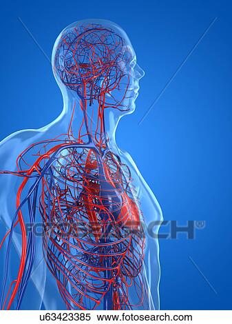 Stock Illustration - Cardiovascular system, artwork. Fotosearch