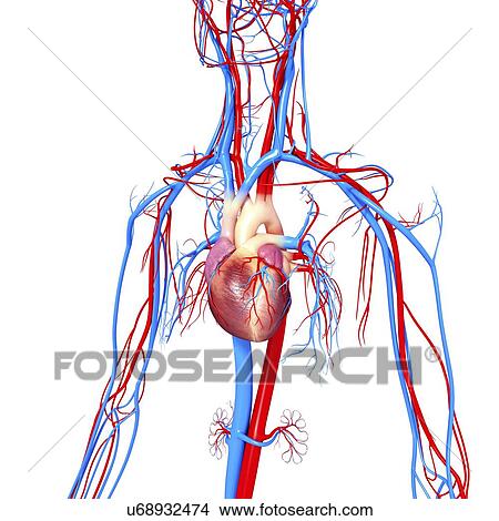 Cardiovascular system, artwork View Large Illustration Stock Illustration - Cardiovascular system, artwork. Fotosearch